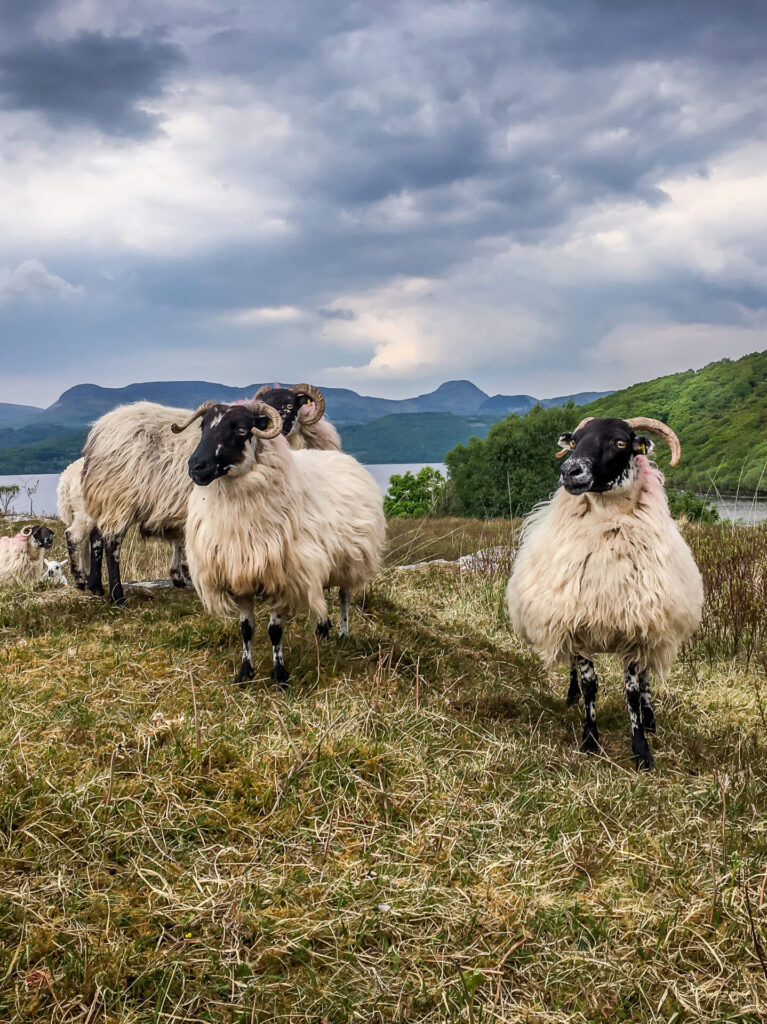 Sheep Farm Tour| Kerry Tourist Attractions | Killarney Park Hotel